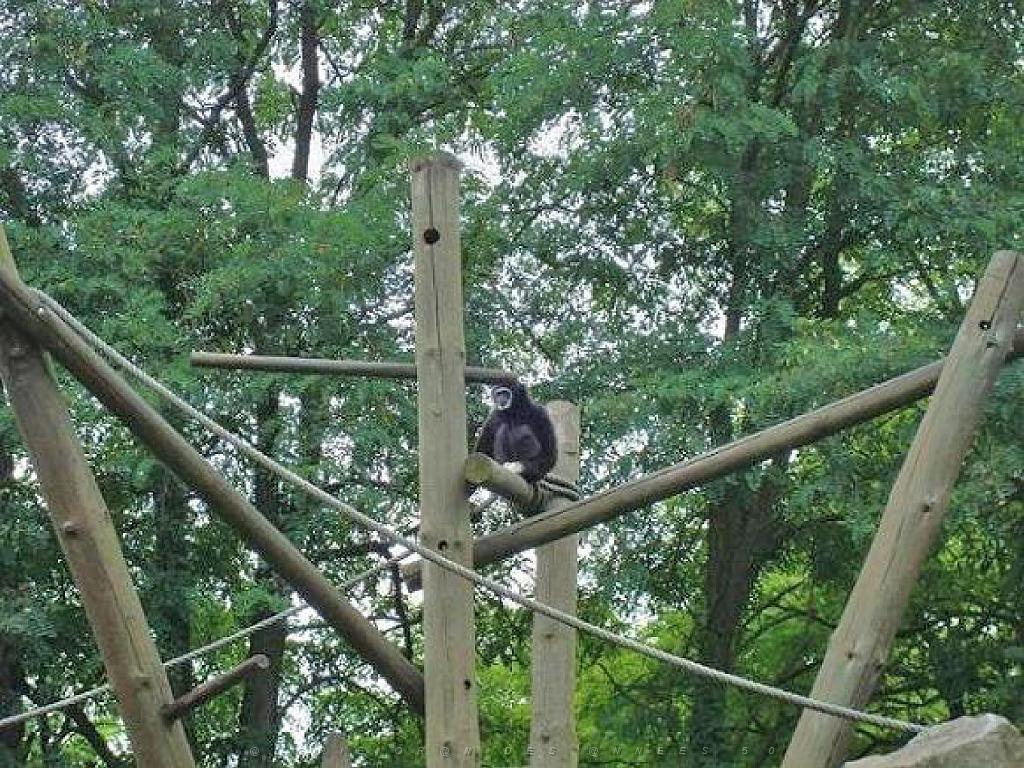 149 BIO PARC DE DOUE LA FONTAINE 5- 2016_000027.jpg